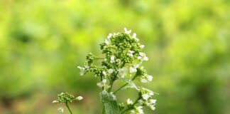 Ile liści chrzanu do ogórków kiszonych?