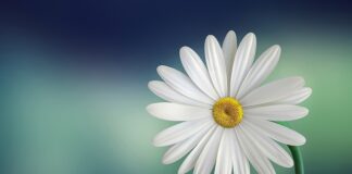 Co oznacza biały nalot na ogórkach kiszonych? Co oznacza biały nalot na ogórkach kiszonych?