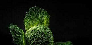 Jak długo kisić kapustę w garnku kamiennym?