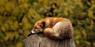 Po co czerwone światło w nocy?