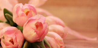 W jakim kraju rosną tulipany?